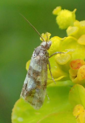 Aethes tesserana
